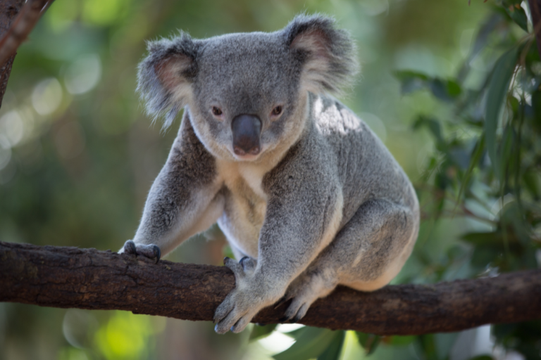 Animals you can see only in australia