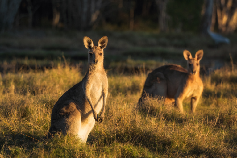 The Top 15 Must-See Destinations in Australia for Nature Lovers