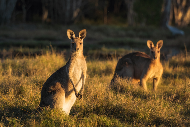 Read more about the article The Top 15 Must-See Destinations in Australia for Nature Lovers