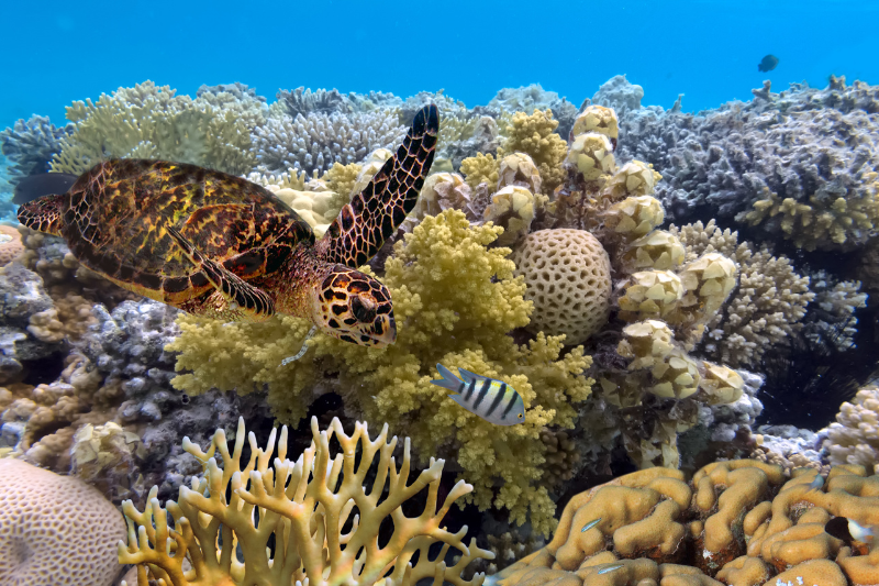Read more about the article Guide to Exploring the Great Barrier Reef in Australia