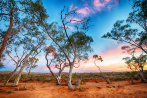 Read more about the article Guide to visiting the outback on vacation in Australia