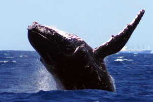 Read more about the article Guide to whale watching in Australia