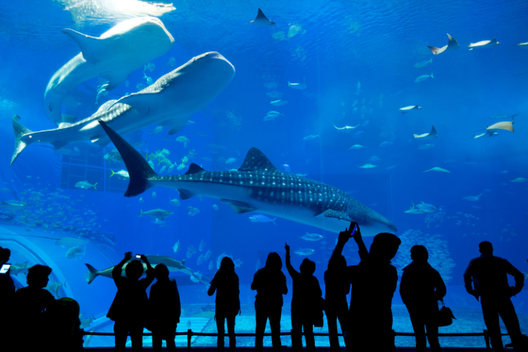 Top Australia Aquariums guide