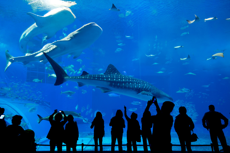 Read more about the article Top Australia Aquariums guide