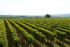 Read more about the article Top places to visit on vacation in Australia if you love wine