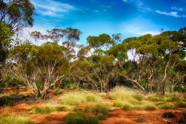 australia outback