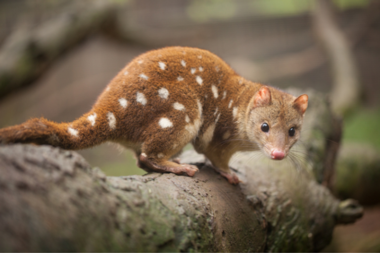 australia wildlife in wild