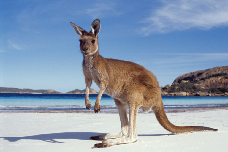 kangaroo on beach