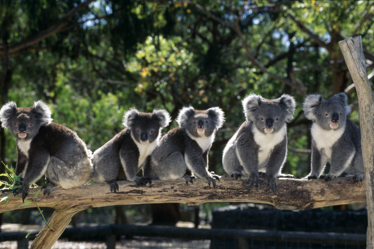 local australian animals