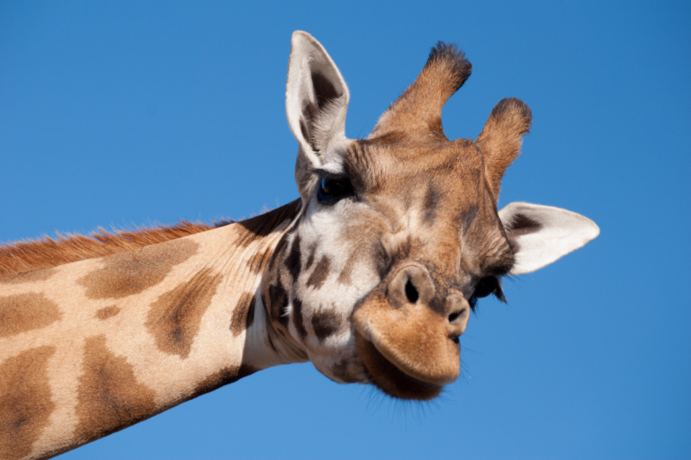 Top Zoo in Australia to visit on vacation