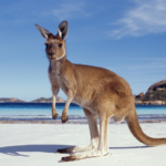 What are the best family-friendly experiences in Australia?