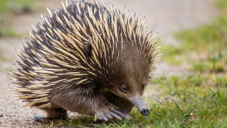 What is the most unusual animal in Australia