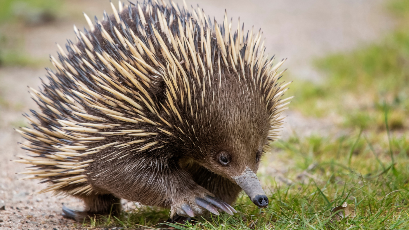 Read more about the article What is the most unusual animal in Australia